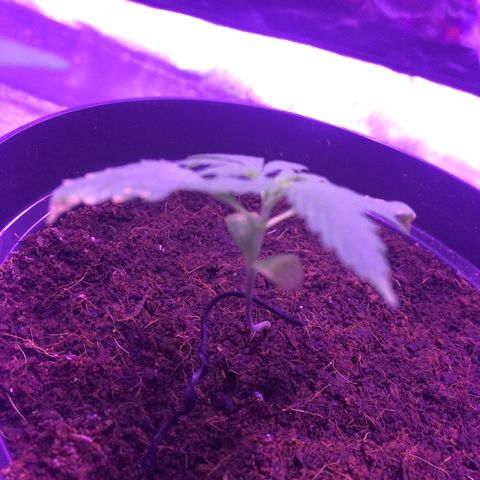 Cheese growlog timeline photo
