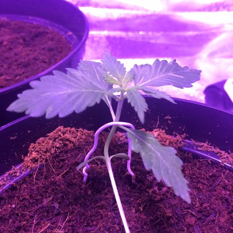 Sweet Mango Automatic growlog photo: Veg n low stress training 
