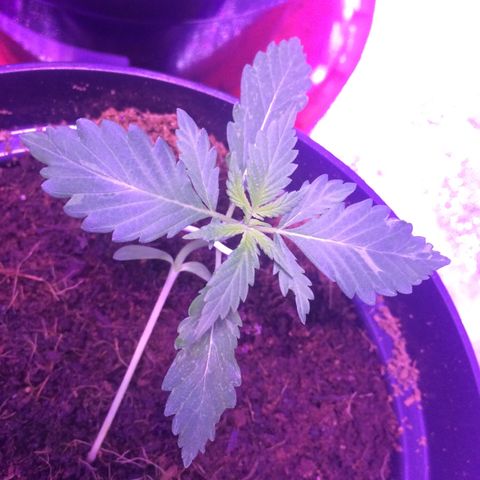 Sweet Mango Automatic growlog timeline photo
