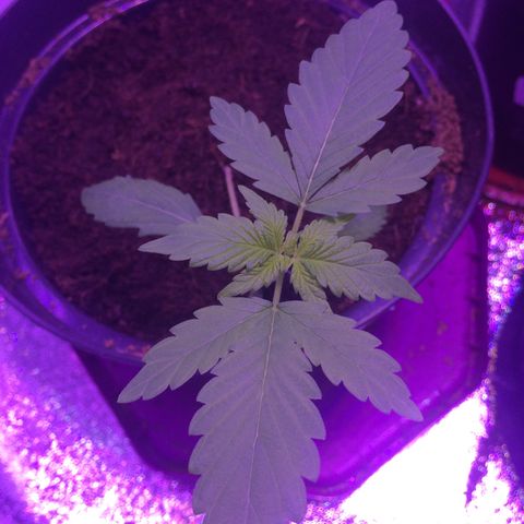 White Widow Auto growlog timeline photo