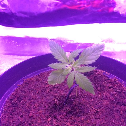 Cheese growlog timeline photo