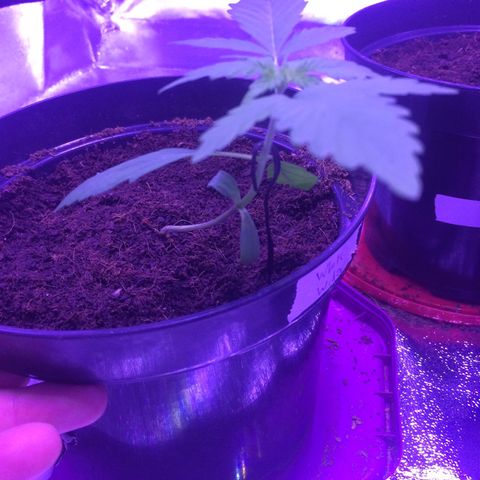 White Widow Auto growlog timeline photo