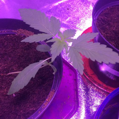 White Widow Auto growlog timeline photo