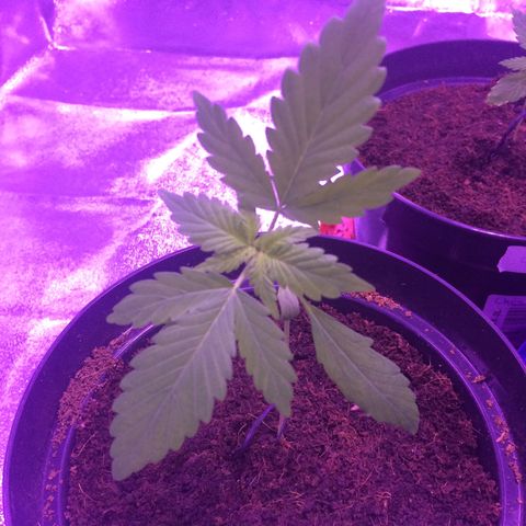 White Widow Auto growlog timeline photo