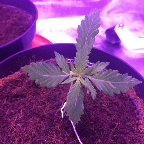 Sweet Mango Automatic growlog timeline photo