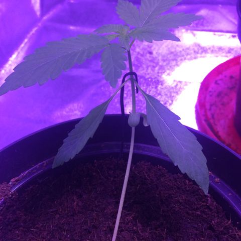White Widow Auto growlog timeline photo