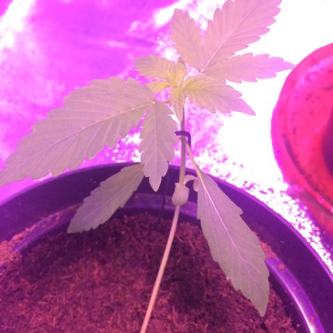 White Widow Auto growlog timeline photo