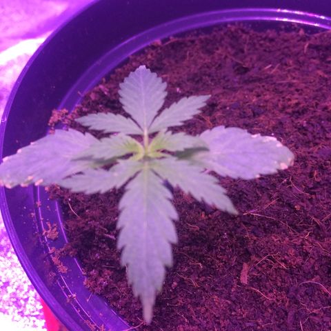 Cheese growlog timeline photo