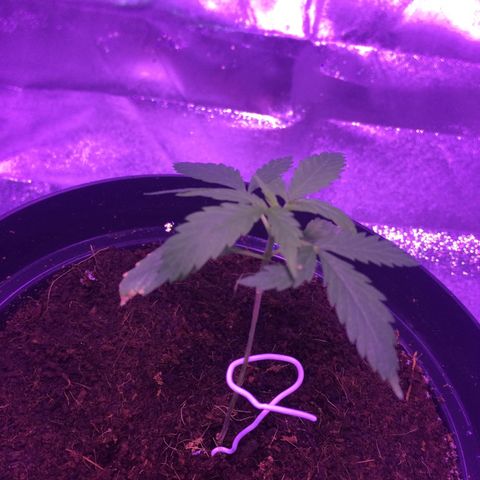 Cheese growlog timeline photo