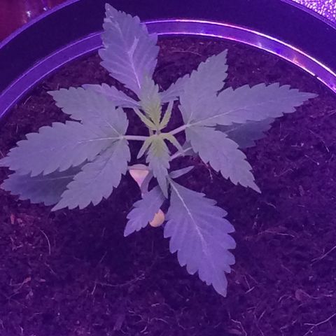Sweet Mango Automatic growlog timeline photo