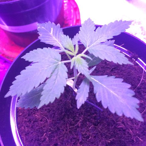 Sweet Mango Automatic growlog timeline photo