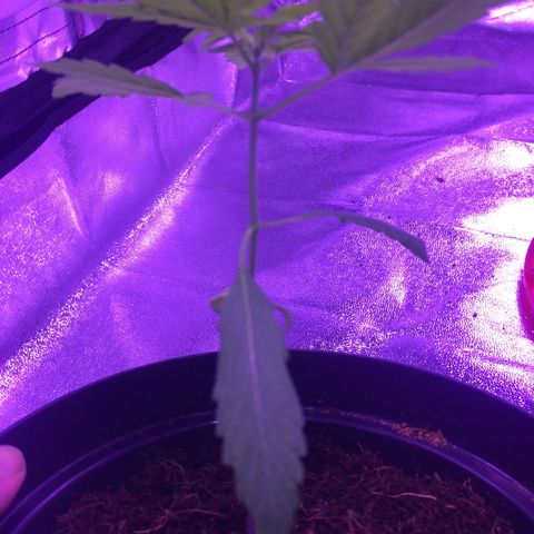 White Widow Auto growlog timeline photo