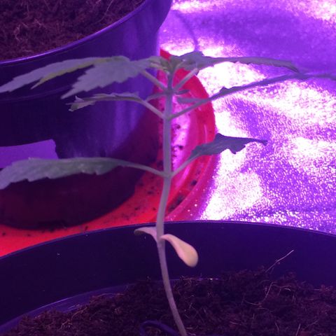 Sweet Mango Automatic growlog timeline photo