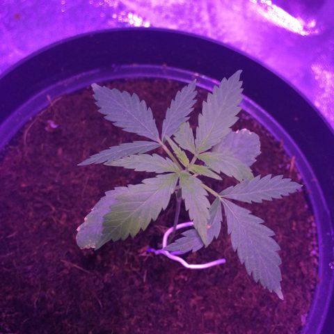 Cheese growlog timeline photo