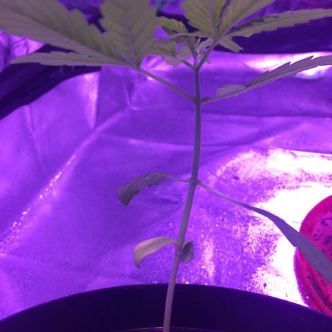 White Widow Auto growlog timeline photo