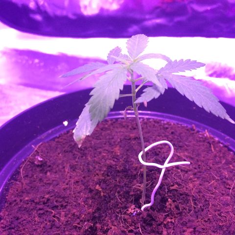 Cheese growlog timeline photo