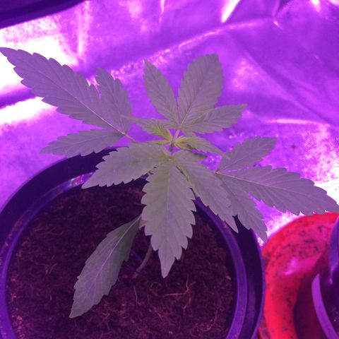White Widow Auto growlog timeline photo