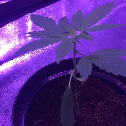 White Widow Auto growlog timeline photo