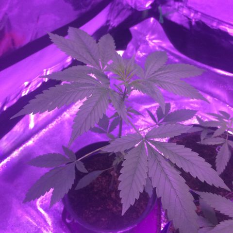 White Widow Auto growlog timeline photo