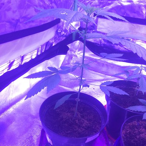 White Widow Auto growlog timeline photo