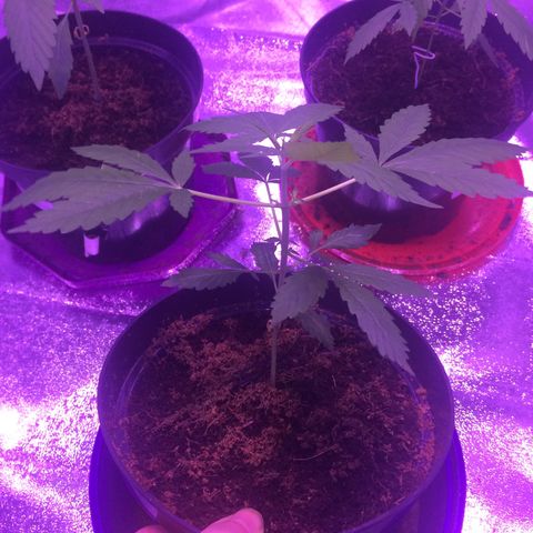 Sweet Mango Automatic growlog timeline photo