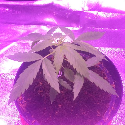 Cheese growlog timeline photo