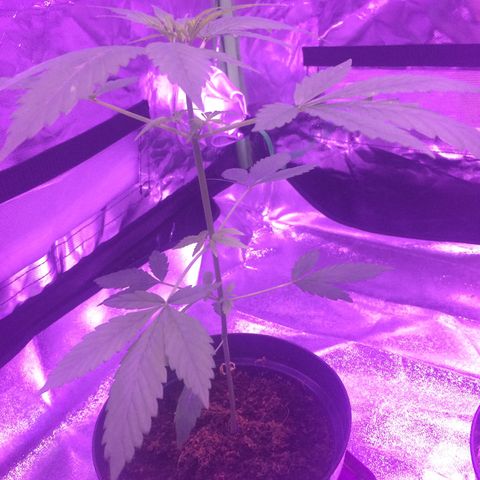White Widow Auto growlog timeline photo