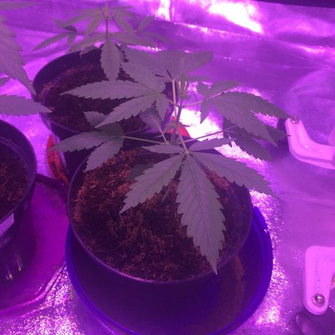 Sweet Mango Automatic growlog timeline photo
