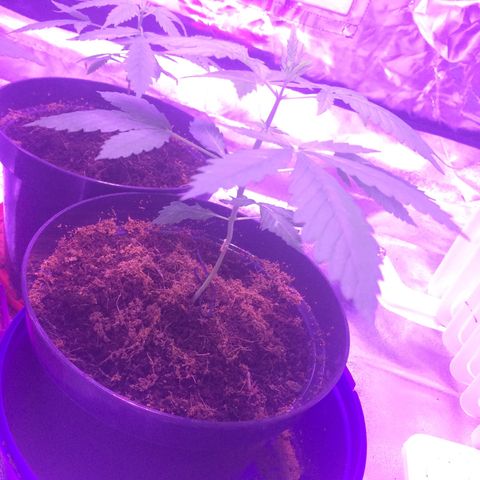 Sweet Mango Automatic growlog timeline photo
