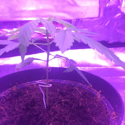Cheese growlog timeline photo