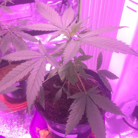 Cheese growlog timeline photo