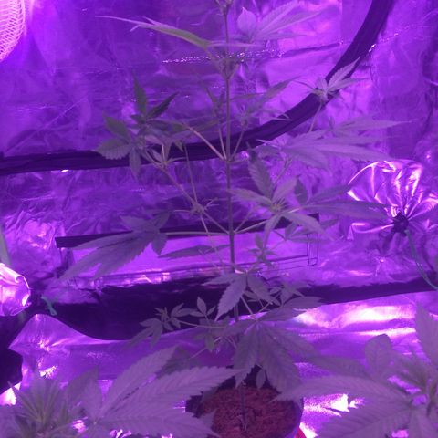 White Widow Auto growlog timeline photo