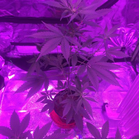 White Widow Auto growlog timeline photo