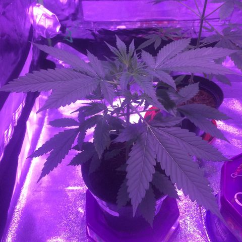 Sweet Mango Automatic growlog timeline photo
