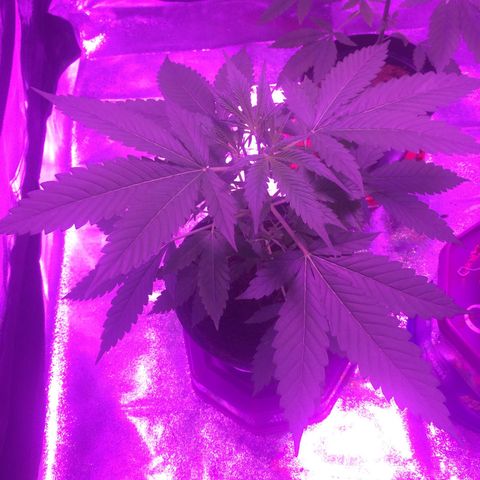 Sweet Mango Automatic growlog timeline photo