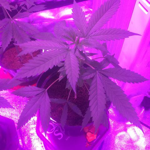 Cheese growlog timeline photo