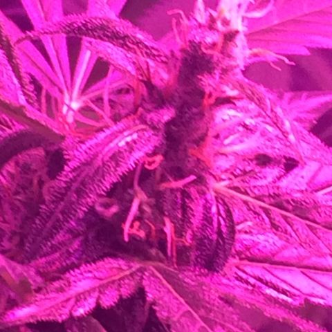White Widow Auto growlog photo: 11weeks