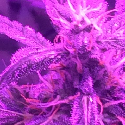 White Widow Auto growlog photo: 11weeks
