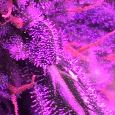 White Widow Auto growlog photo: Tricomes 