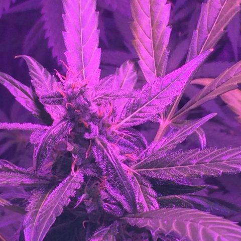 White Widow Auto growlog photo: Tricomes 