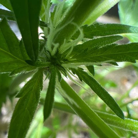 Sticky Orange XXL Automatic growlog timeline photo