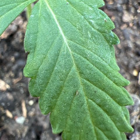 CBD Auto  growlog timeline photo