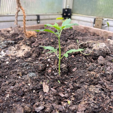 CBD Auto  growlog timeline photo