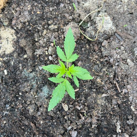 CBD Auto  growlog timeline photo