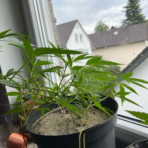 Sticky Orange XXL Automatic growlog photo: Enormgestank