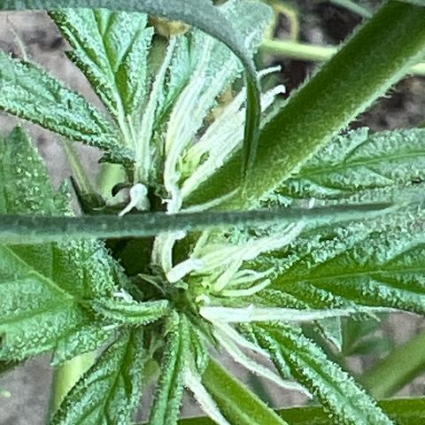 Sticky Orange XXL Automatic growlog timeline photo