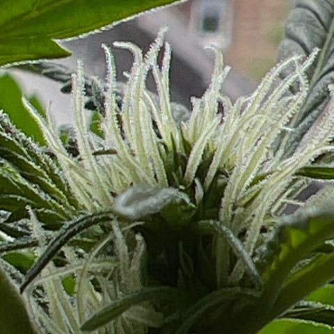 Sticky Orange XXL Automatic growlog photo: Enormgestank