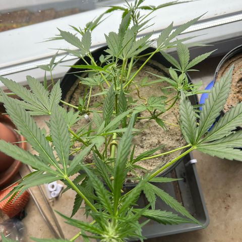 Sticky Orange XXL Automatic growlog photo: Enormgestank