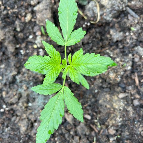 CBD Auto  growlog timeline photo