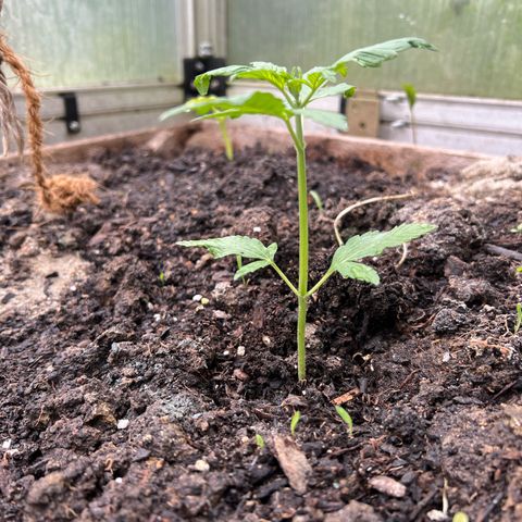 CBD Auto  growlog timeline photo